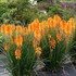 Kniphofia POCO ‘Orange’