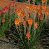 Kniphofia POCO ‘Orange’