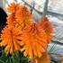 Kniphofia POCO ‘Orange’