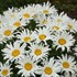 'Spun Silk' Leucanthemum PPAF