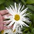 'Spun Silk' Leucanthemum PPAF