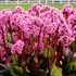 Bergenia ‘Spring Fling’
