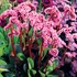 Bergenia ‘Spring Fling’