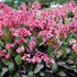 Bergenia ‘Spring Fling’