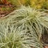 Carex FEATHER FALLS PP26199)
