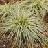 Carex FEATHER FALLS PP26199)