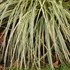 Carex FEATHER FALLS PP26199)