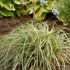 Carex FEATHER FALLS PP26199)