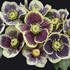 Helleborus 'Rio Carnival' HONEYMOON Series