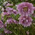 Helleborus 'Wedding Crasher' WEDDING PARTY Series