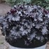 Heuchera 'Evening Gown' DRESSED UP™ Series