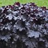 Heuchera 'Evening Gown' DRESSED UP™ Series