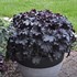 Heuchera 'Evening Gown' DRESSED UP™ Series