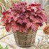 Heuchera 'Indian Summer Coralberry'