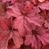 Heuchera 'Indian Summer Coralberry'