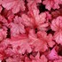 Heuchera 'Magma'