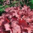 Heuchera 'Magma'