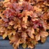Heucherella ‘Buttered Rum’