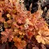 Heucherella ‘Buttered Rum’