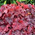 Heucherella ‘Buttered Rum’