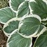 Hosta 'Barbara Ann'