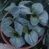 Hosta 'Blue Elf' 