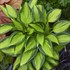 Hosta 'June Spirit'
