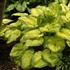 Hosta 'Old Glory'