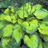 Hosta 'Old Glory'