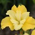 Iris sibirica 'Sunfisher'