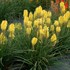 Kniphofia POCO™ ‘Yellow’