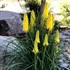 Kniphofia POCO™ ‘Yellow’