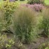 Panicum v. 'Gunsmoke' 