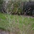 Panicum v. 'Gunsmoke' 