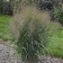 Panicum v. 'Gunsmoke' 