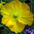 Papaver n. 'Champagne Bubbles Yellow