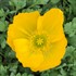 Papaver n. 'Champagne Bubbles Yellow