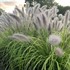 Pennisetum a. 'Lemon Squeeze' PPAF
