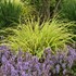 Pennisetum a. 'Lemon Squeeze' PPAF