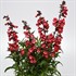 Penstemon hybrida 'Cherry Sparks' Beardtongue