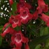 Penstemon hybrida 'Cherry Sparks' Beardtongue