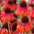 'Firebird' Coneflower