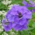 Phlox p. Blue Paradise Garden Phlox