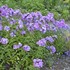 Phlox p. Blue Paradise Garden Phlox