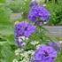 Phlox p. Blue Paradise Garden Phlox