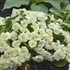Primula v. BELARINA CREAM BELARINA Series