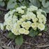 Primula v. BELARINA CREAM BELARINA Series