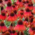 'Firebird' Coneflower