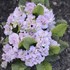 Primula v. BELARINA PINK ICE 