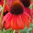 'Firebird' Coneflower